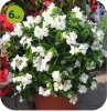 Begonia Dragon biała z zielonym liściem 6 sztuk